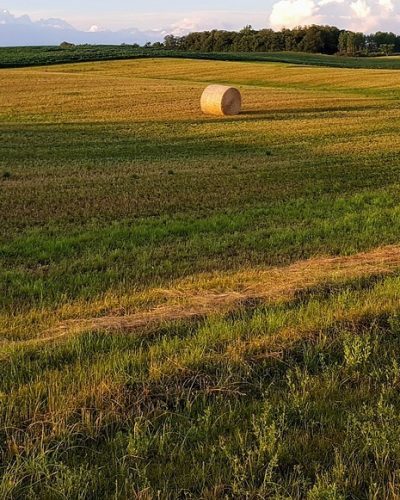 hay bales, harvest, field-2744212.jpg